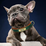 Personalized Leather Dog Collar with Nameplate – Soft & Adjustable Averae